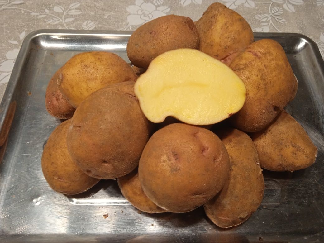 Картопля/картошка домашня