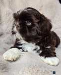 Pies shih tzu- gen czekoladowy