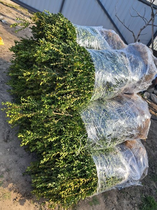 Самшит 60 - 80см 50грн.  відправляю новою поштою