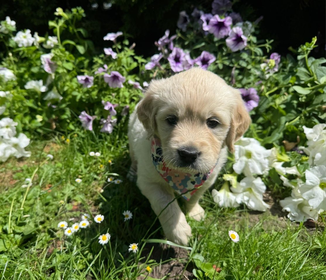 Golden Retriver szczeniak ZKwP (FCI)