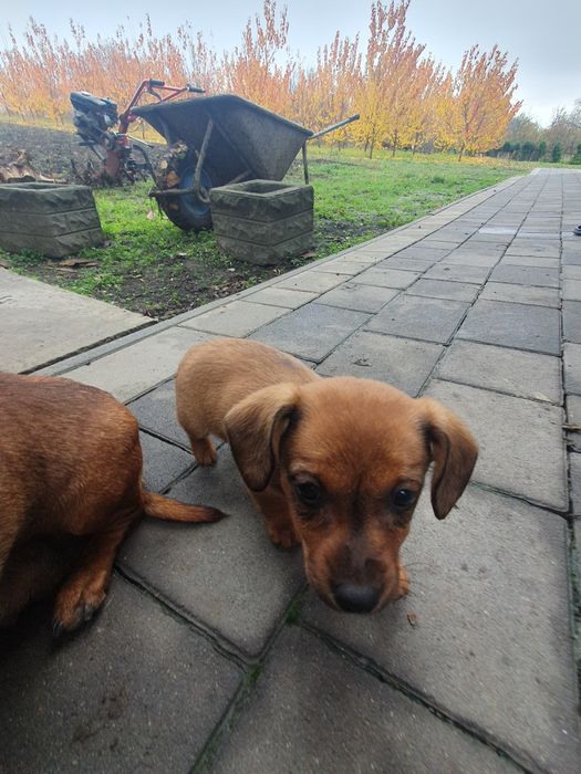 Віддам собачку (таксу дівчинка) в добрі руки