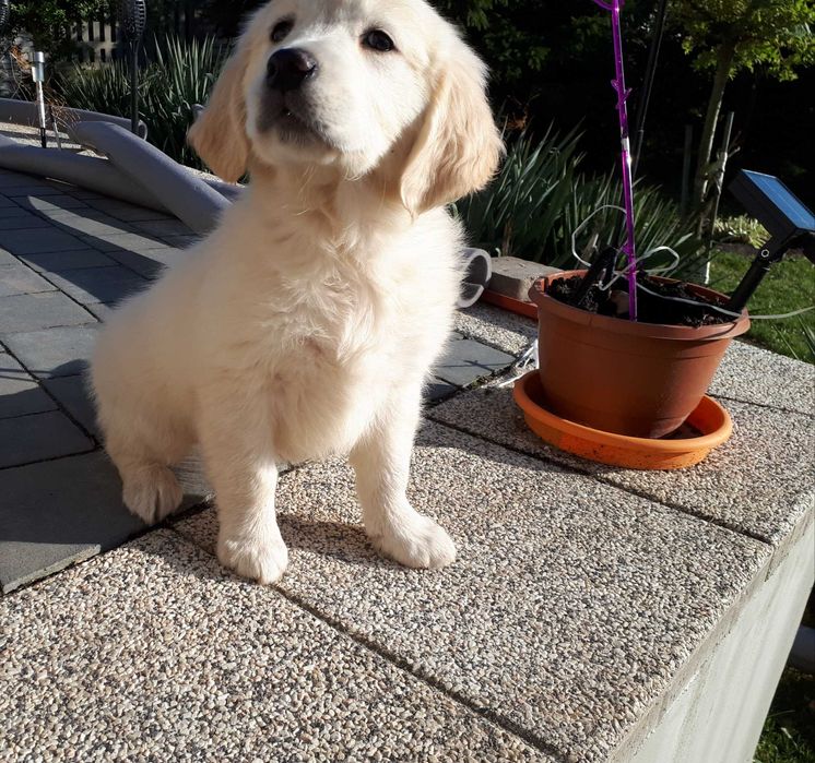 Golden Retriever rasowa suczka