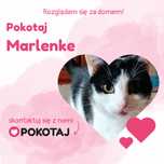Pokotaj Marlenkę - kochana kotka szuka swojego domu