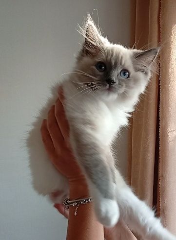 Ragdoll kociak FPL do płatnej adopcji
