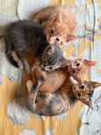 Kotki cudne maluchy do adopcji