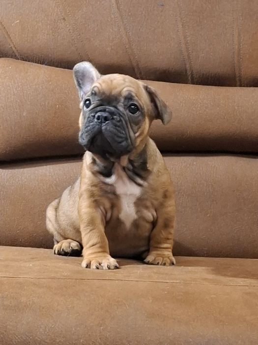 Розкішні французики генні карапузики