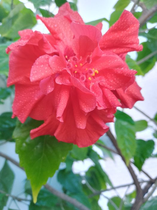 Продам вазон ,китайську розу- Гібіскус.