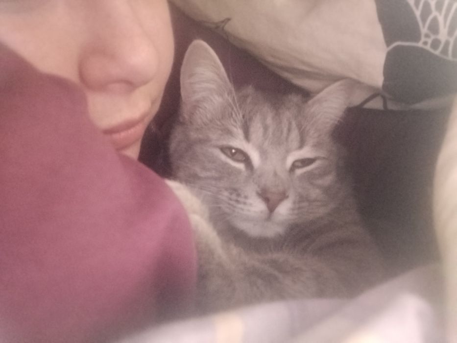 ВОЗНАГРАЖДЕНИЕ 100$ ГАРАНТИРУЮ Пропал кот!!!Не проходи мимо пожалуйста