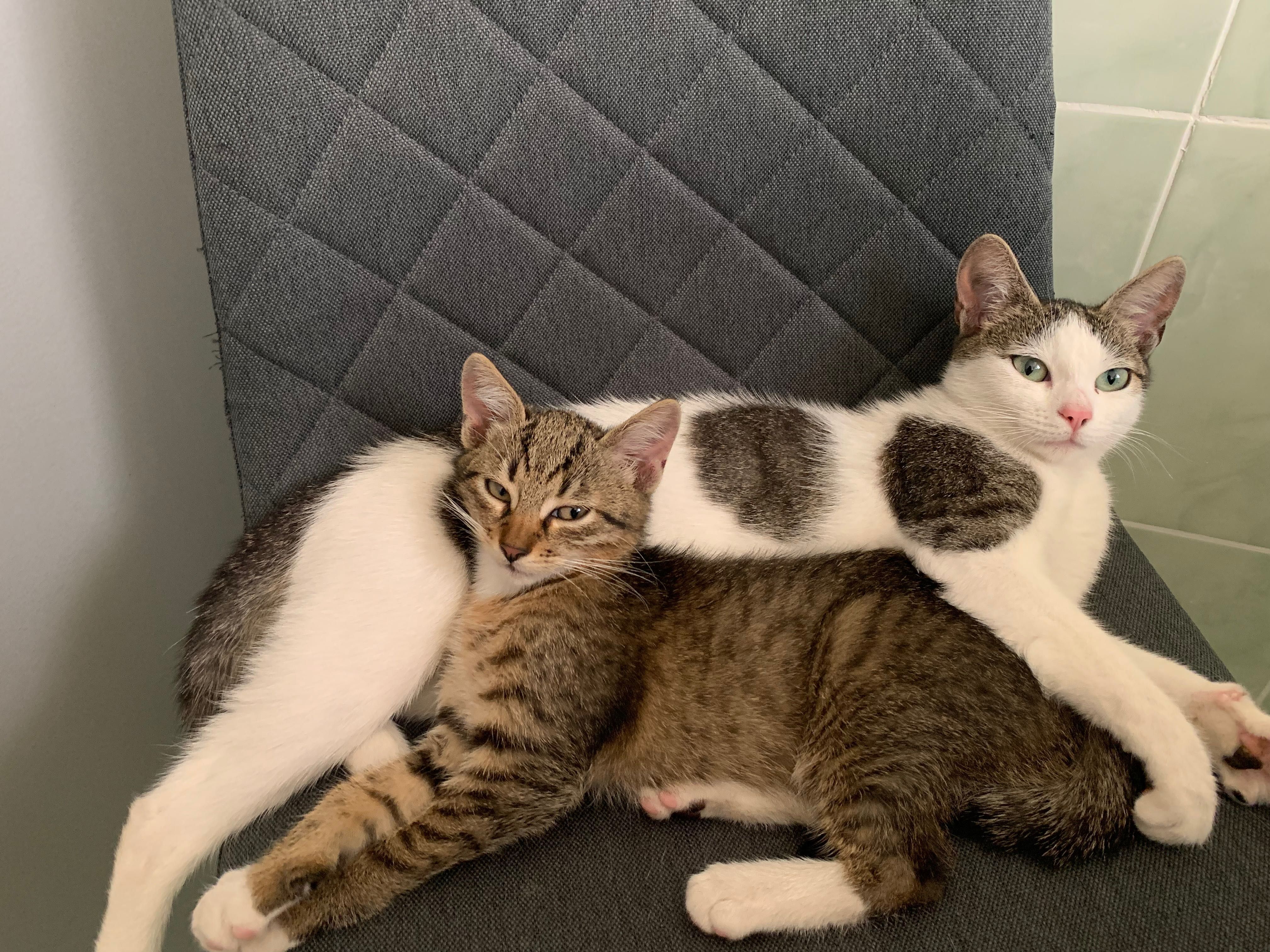 Кошеня котик 2місяці