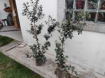 Plantas Feijoas preço cada.