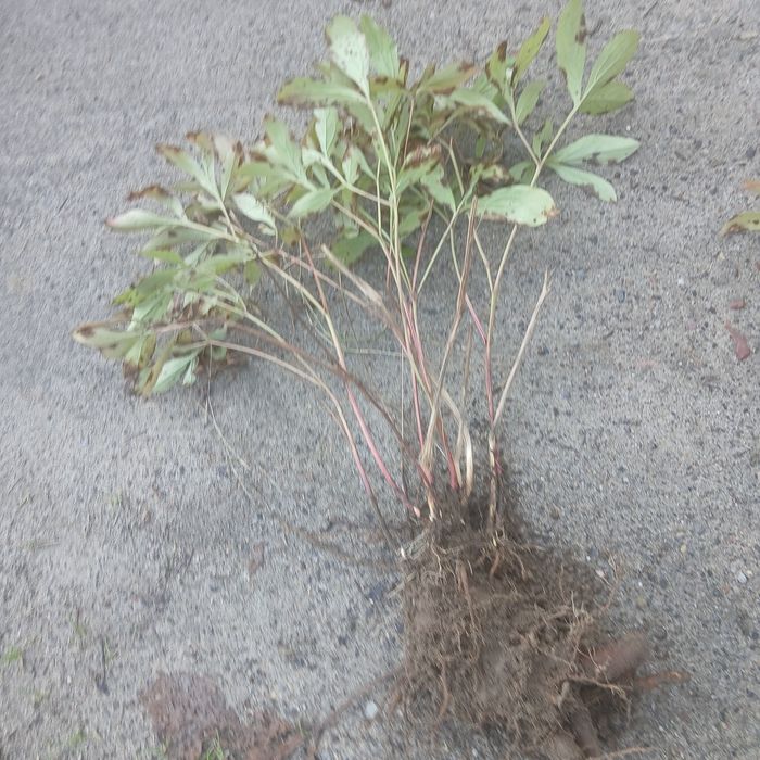 Piwonia różowa obficie kwitnaca i pachnącą -  karpa