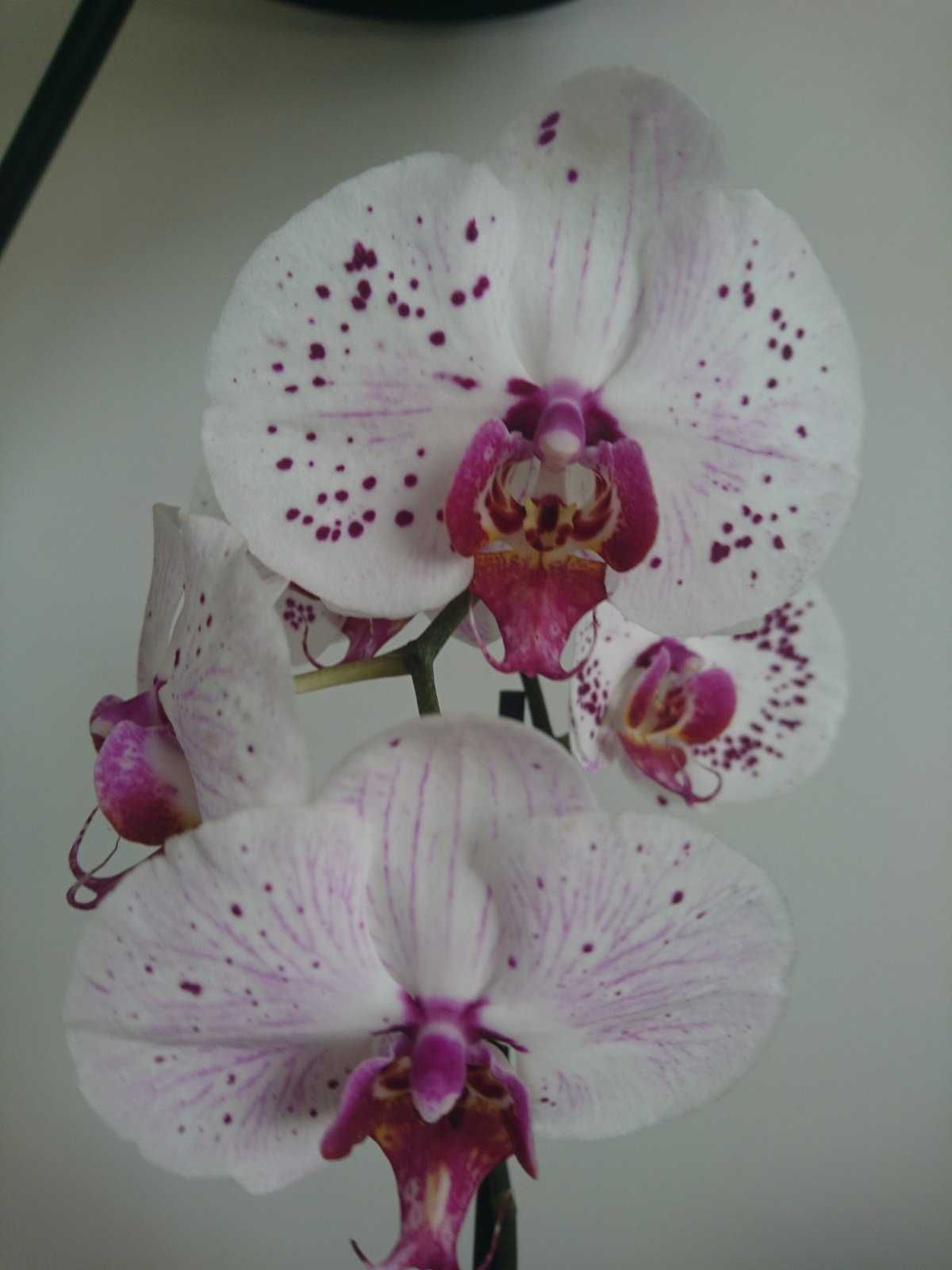 Орхідея фаленопсис Гойя неквітуча
