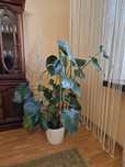 Monstera dziurawa
