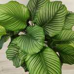 Calathea orbifolia // planta interior
