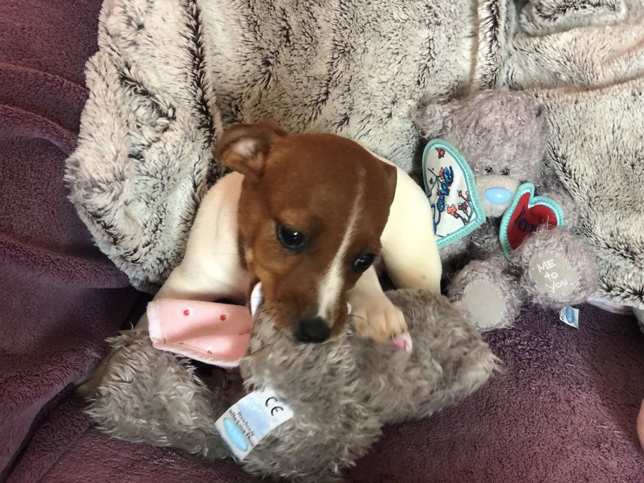 Джки вік два місяці