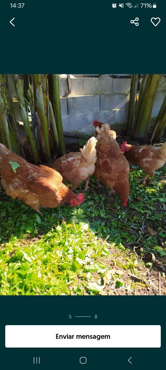 Ovos galinha caseiros