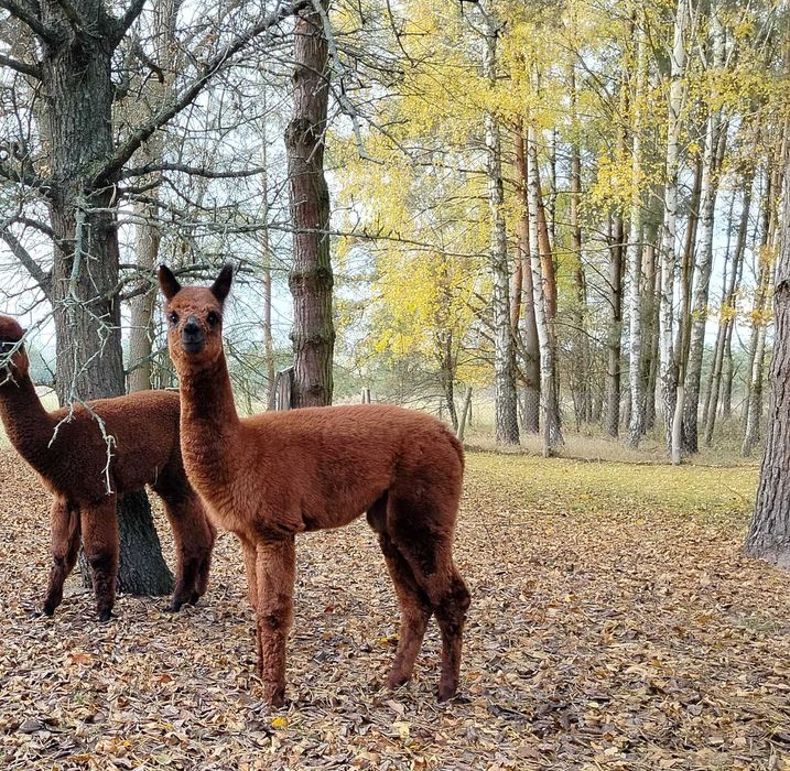 Sprzedam młodego samca alpakę