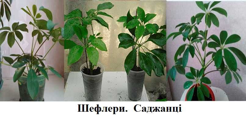 Монстера Ктенанте, Шефлера Діфенбахія кімнатні кавти