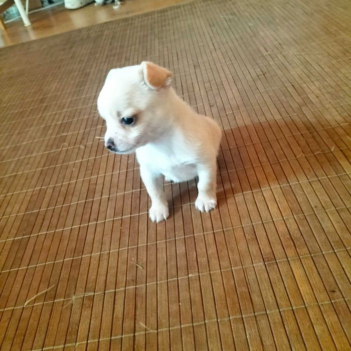 Chihuahua mini macho
