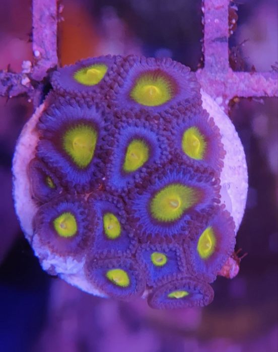 WWC AOI Zoanthus, Corais de Água Salgada
