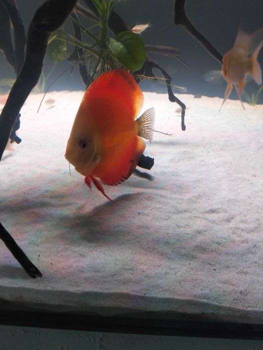 Casal de Discus e dois não sexados