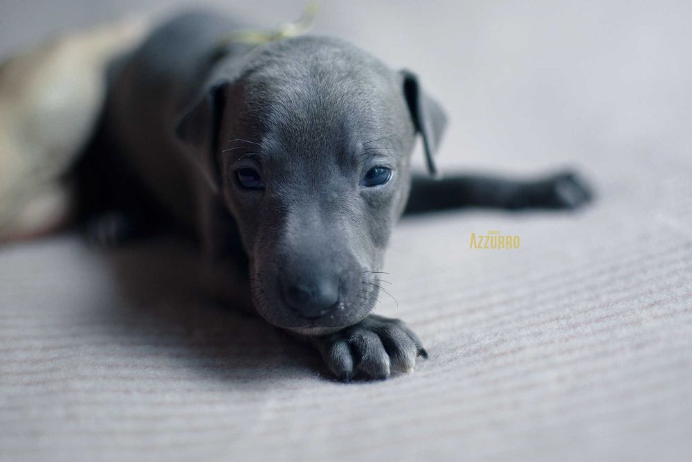 charcik włoski - elegancik z muszką