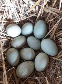 jaja jajka lęgowe kur araukana