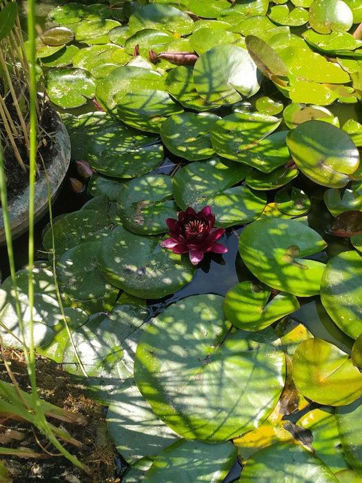 Водяная лилия, кувшинка, нимфея