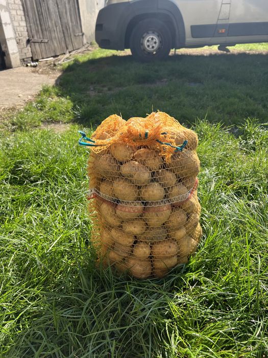 Ziemniaki „ekologiczne” gwiazda