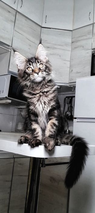 Дiвчинка Мейн кун  найвищого рівня.