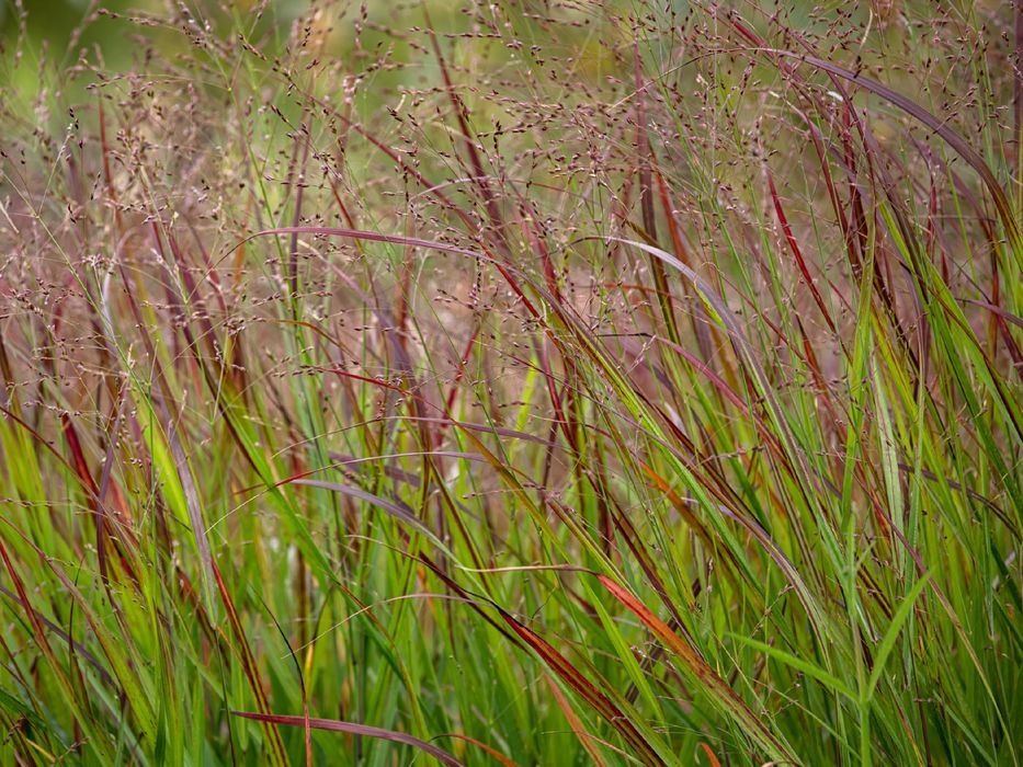 Proso rózgowate 'Sangria' Czerwona trawa (Panicum virgatum) 2.0L
