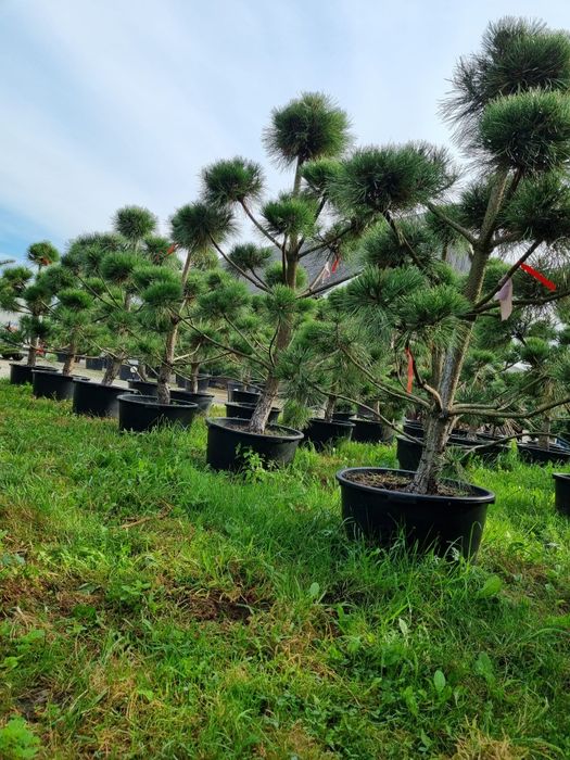 Bonsai ogrodowe. Szkółka Krupocin.