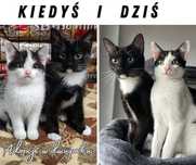 Olaf i Borys szukaja domu 1,5 roczne koty
