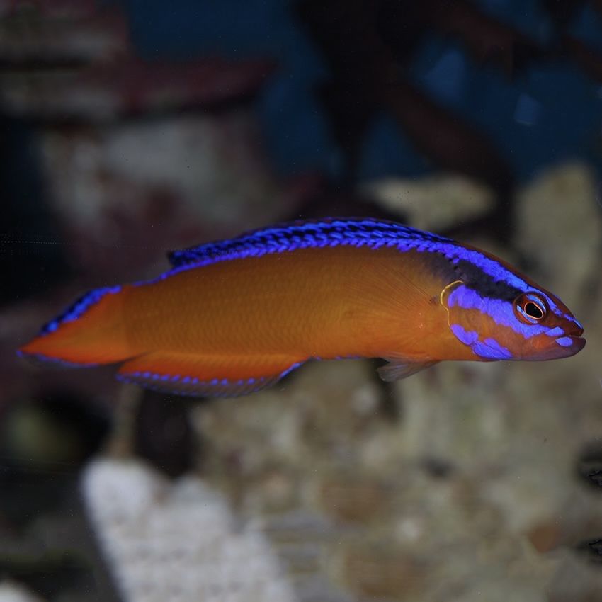 Ryba - Pseudochromis aldabraensis S/M Hodowla Akwarium morskie