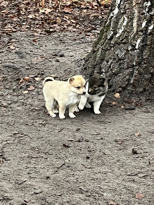 Західно сибірські лайки
