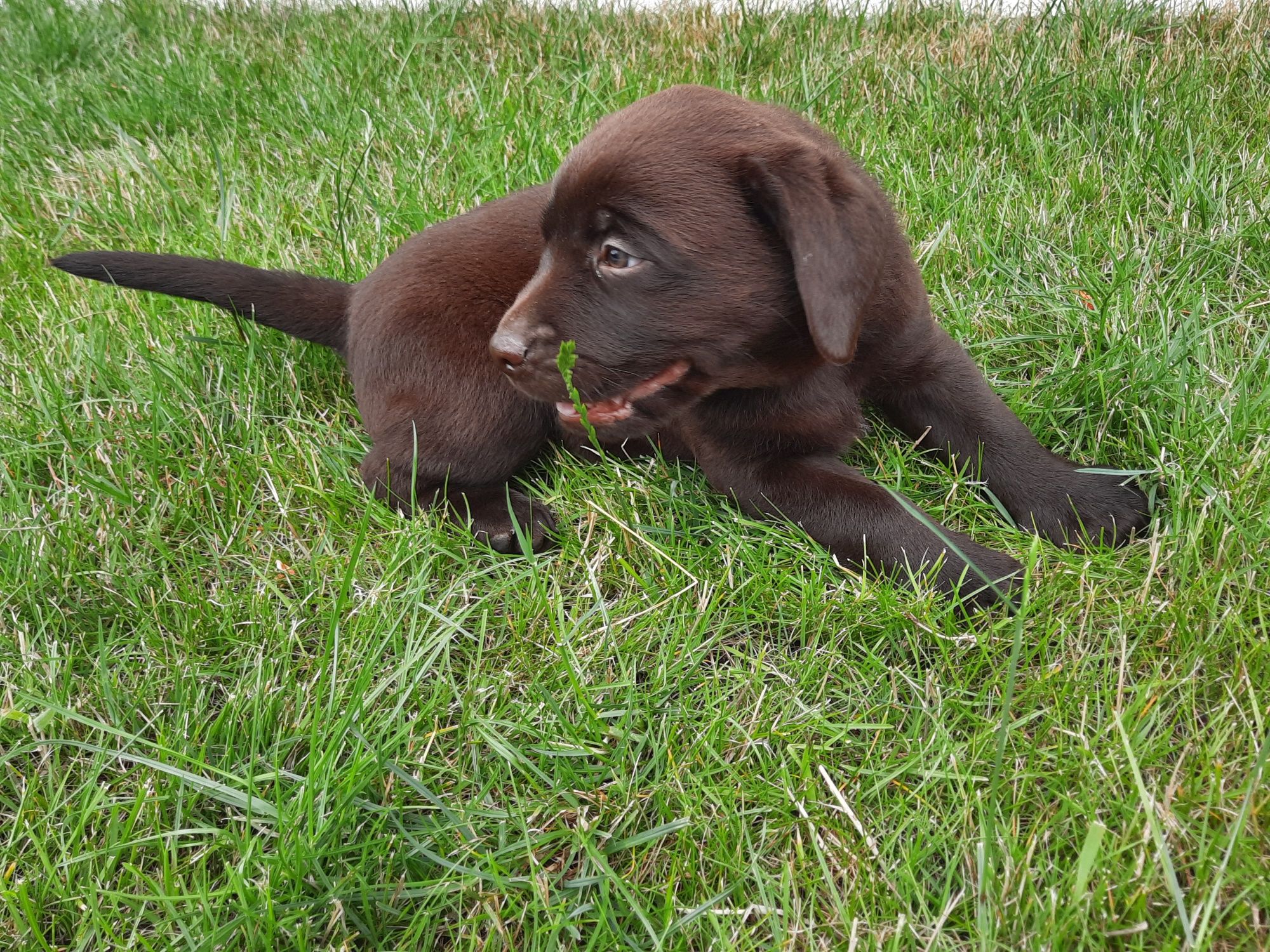 Labrador piesek zapraszam