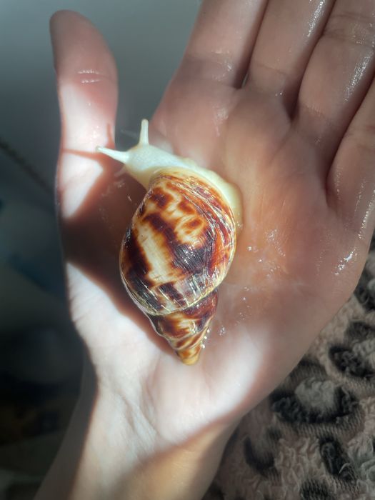 50 грн Ретикулята