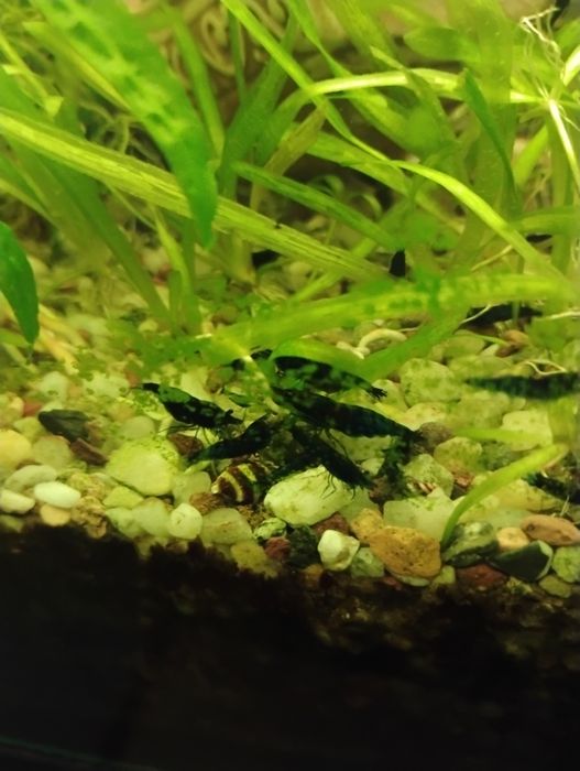 Krewetki blue velvet