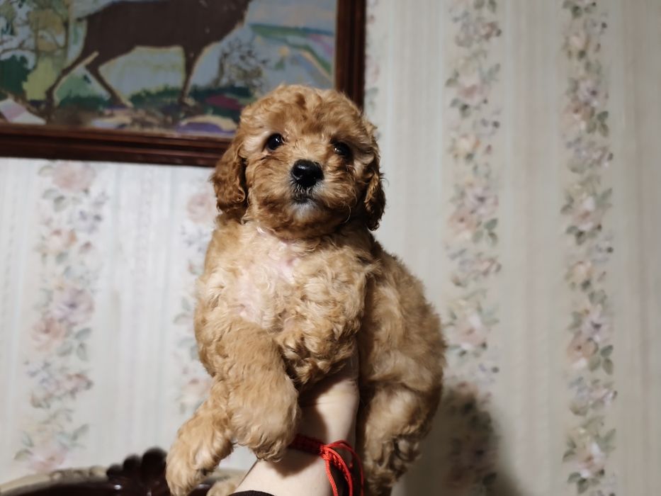 Той пудель, шикарная девочка