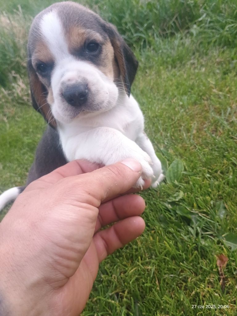 Szczeniak Beagle
