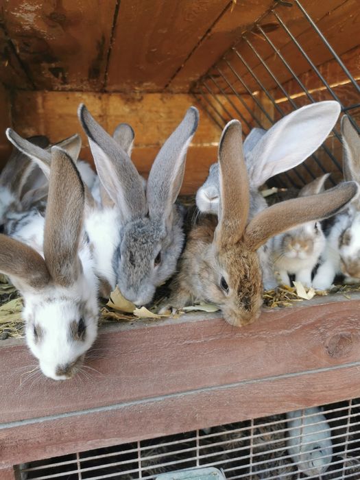 Młode króliki, króliczki