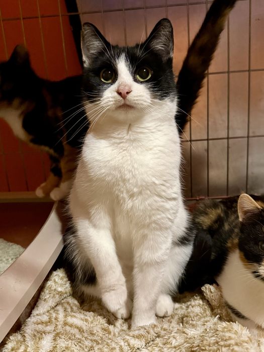 Lenka - czarno-biała miziasta śliczna koteczka