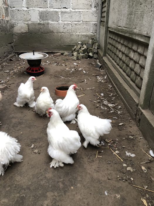 Kury ozdobne Kochin Karzełek