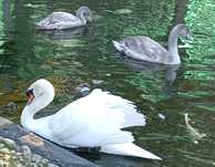 Vendem-se cisnes brancos juvenis