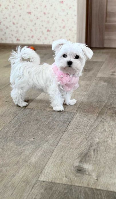 найкраща дівчинка міні мальтезе КСУ