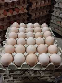 Jajka jaja wolny wybieg hurt detal duże ilości