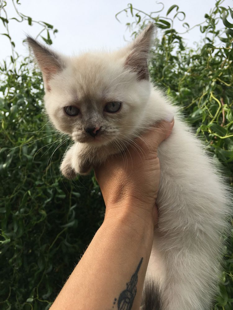 Отдам котят бесплатно