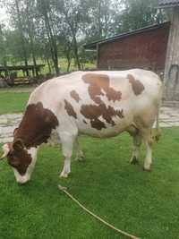 Krowa mleczna 3letnia na wycieleniu