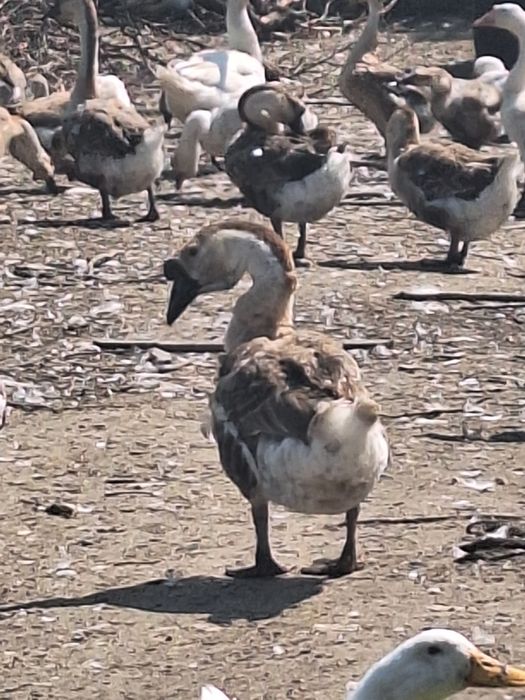Sprzedam gęsi do uboju lub dalszej hodowli