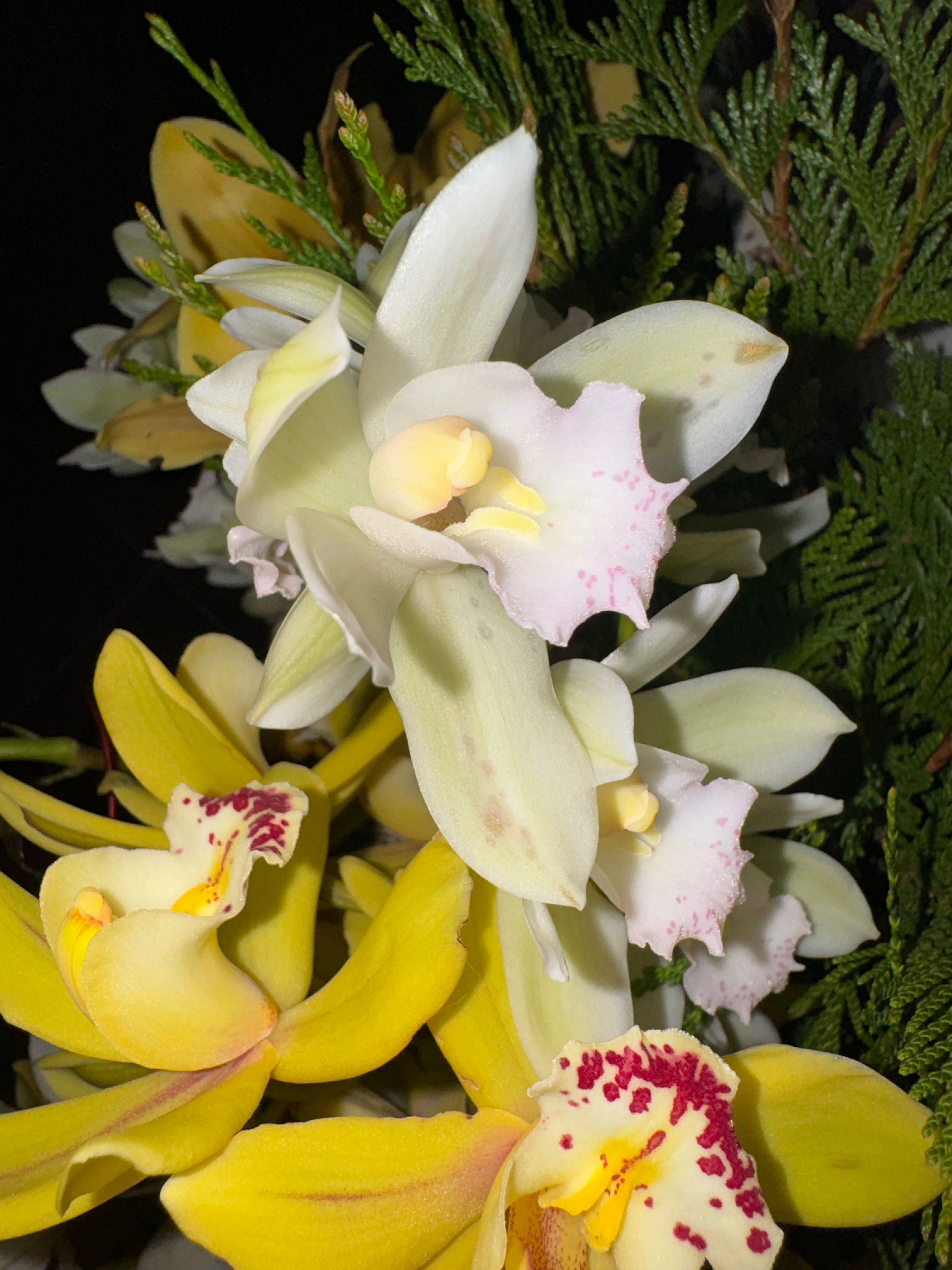 Vasos Orquídeas Várias Cores